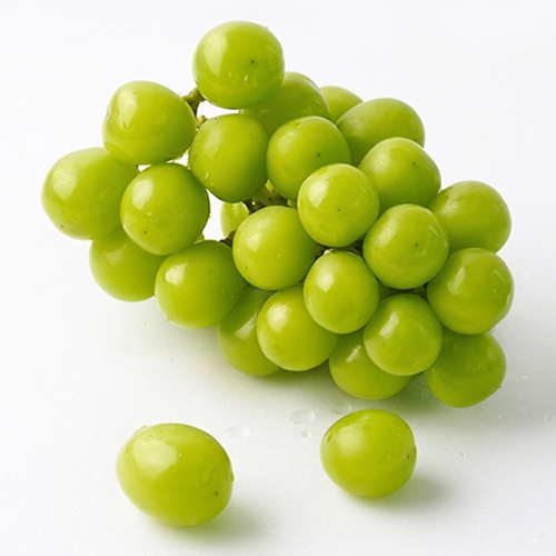 2026년 경북 샤인머스캣